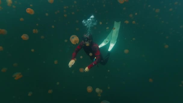 Freediver Nada Lago Cheio Medusas Sem Ferrão Filmes Com Câmera — Vídeo de Stock