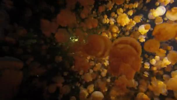 夜はクラゲがたくさんいる湖 ラジャ アムパットのクラゲ湖の夜景 インドネシアの西パプア その表面に浮かぶ解放された川 — ストック動画