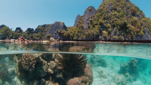 在印度尼西亚西巴布亚省Raja Ampat的珊瑚礁的水面上和水下分割成两片 — 图库视频影像