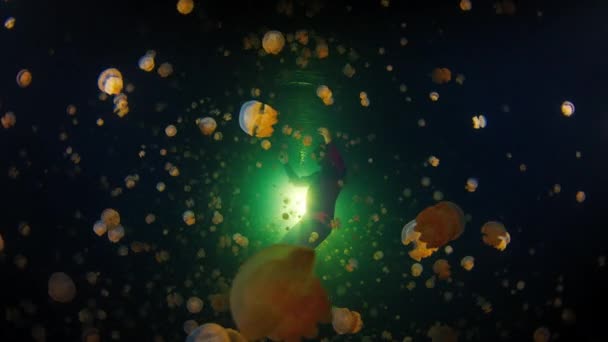 解放者带着大量的水母在湖中游泳 印度尼西亚西巴布亚米索尔Raja Ampat水母湖中的夜生活 — 图库视频影像