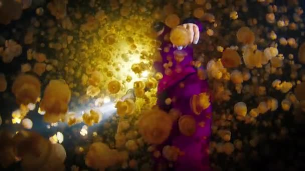 Freediver Zwemt Nachts Het Meer Met Veel Kwallen Nachtduiken Kwallen — Stockvideo