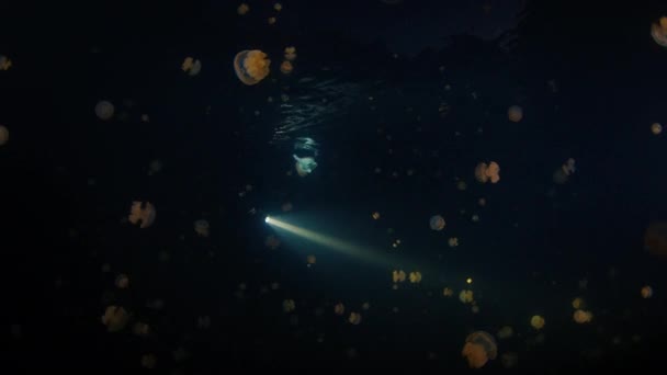 Freediver Zwemt Nachts Het Meer Met Veel Kwallen Nachtduiken Kwallen — Stockvideo
