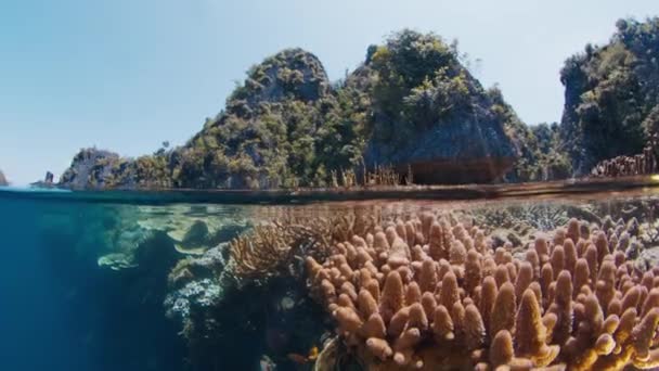 Dividida Por Encima Vista Submarina Del Arrecife Coral Raja Ampat — Vídeos de Stock