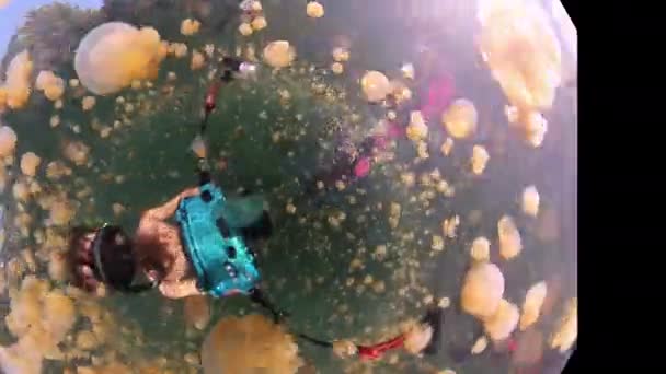 フリーダイバーは 大きなカメラと光でステンレスクラゲとフィルムでいっぱいの湖で泳ぎます 西パプア ミソゾール インドネシア — ストック動画