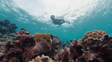 Maldivler 'deki mercan kayalıklarının üzerinde yüzen bir kişi var.