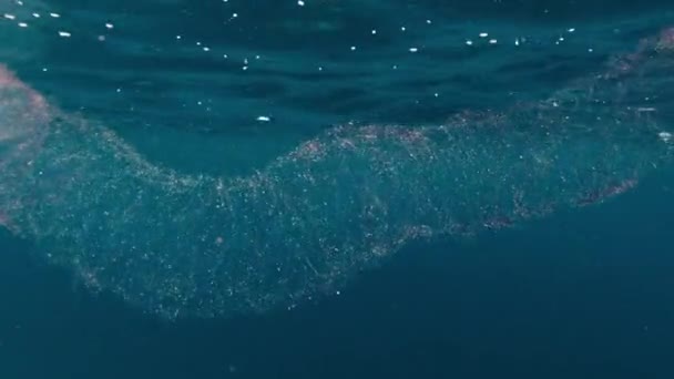 Tintenfisch Masse Schwimmt Mitten Ozean — Stockvideo