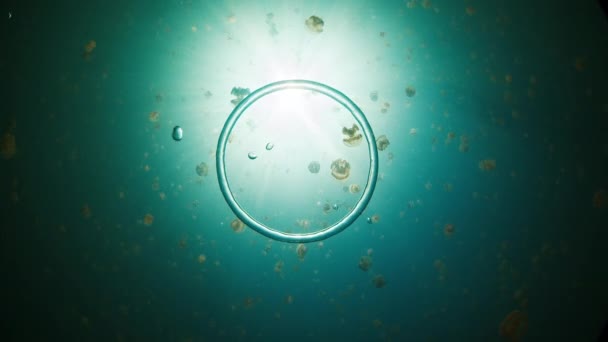 Δαχτυλίδι Φούσκα Κινείται Κάτω Από Νερό Στη Λίμνη Γεμάτη Μέδουσες — Αρχείο Βίντεο