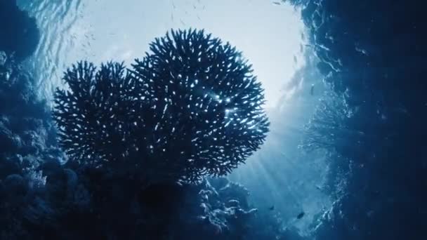 Sol Brilha Através Recife Coral Raja Ampat Indonésia Vista Subaquática — Vídeo de Stock