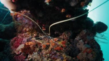 Istakoz, Nephropidae, mercan resifinin derinliklerinde oturur ve antenlerini sallar.