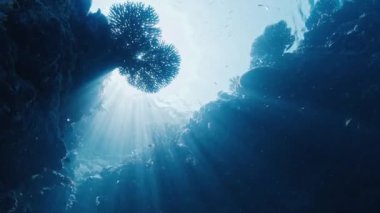 Güneş Endonezya 'nın Raja Ampat kentindeki mercan resifinde parlıyor. Misool bölgesindeki canlı sağlıklı mercan resifinin sualtı görüntüsü, Batı Papua