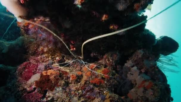 Homar Nephropidae Siedzi Głęboko Rafie Koralowej Potrząsa Jej Antenami — Wideo stockowe