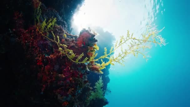 インドネシアのラジャ アンパット地域の健康的なサンゴ礁 西パプア ミソール島の豊かで健康的なサンゴ礁の水中ビュー — ストック動画