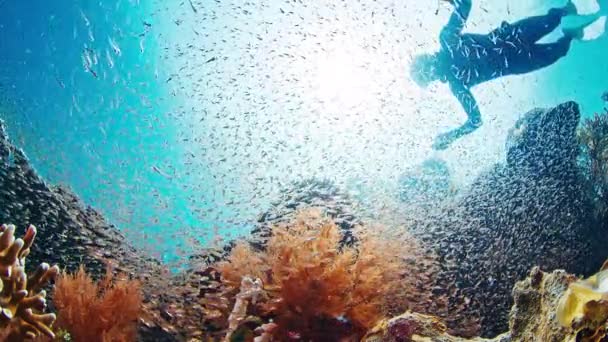 Ελεύθερος Δύτης Γλιστράει Κάτω Από Νερό Κοντά Στον Κοραλλιογενή Ύφαλο — Αρχείο Βίντεο
