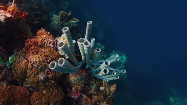 Стоковые Видео Lantai Laut ⬇ Скачать Футажи Lantai Laut.