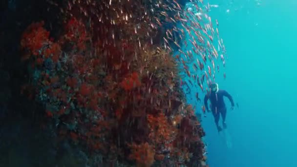 Freediver Feltárja Korallzátonyt Raja Ampatban Indonéziában Víz Alatti Kilátás Élénk — Stock videók