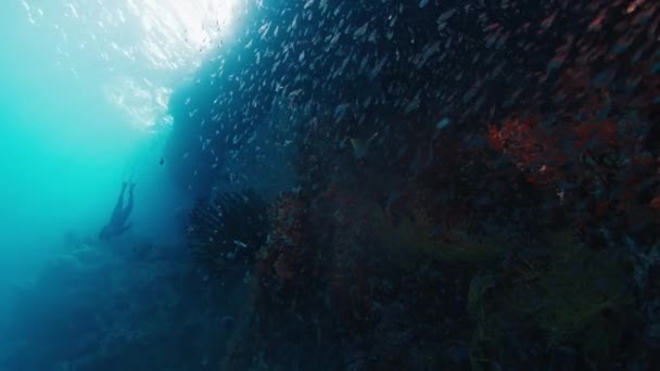 Koraalrif Raja Ampat Indonesië Onderwater Zicht Het Levendige Gezonde Koraalrif — Stockvideo