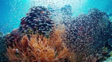 Endonezya 'nın Raja Ampat bölgesinde küçük balıklı sağlıklı mercan resifi. Batı Papua Misool Adası 'ndaki zengin ve sağlıklı mercan resiflerinin sualtı görüntüsü