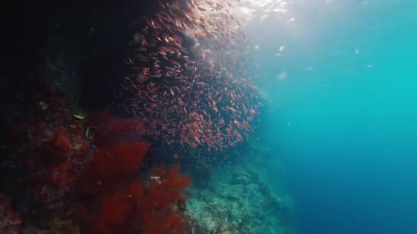 Κοραλλιογενής Ύφαλος Στο Raja Ampat Ινδονησία Υποβρύχια Άποψη Του Ζωηρού — Αρχείο Βίντεο