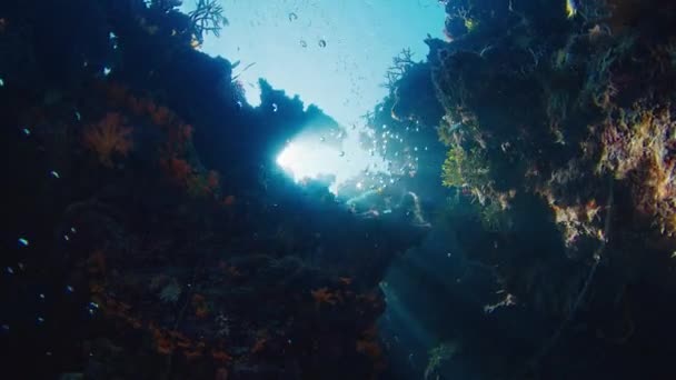 Sole Splende Attraverso Barriera Corallina Raja Ampat Indonesia Vista Subacquea — Video Stock