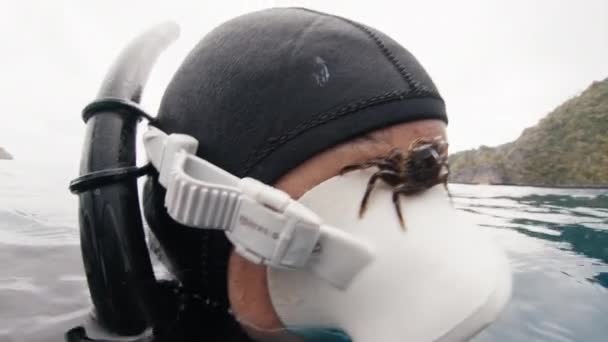 Kepiting Duduk Wajah Freedivers Dan Berenang Bersama Dengan Manusia — Stok Video