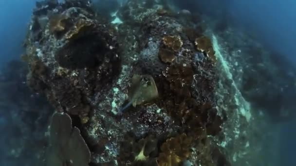 Δύο Σαλάχια Γλιστρούν Πάνω Από Τον Πυθμένα Της Θάλασσας — Αρχείο Βίντεο