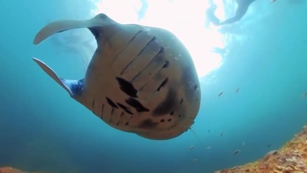 Muž Potápí Manta Ray Oceánu — Stock video