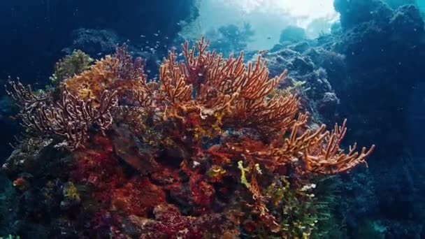 Friska Korallrev Raja Ampat Regionen Indonesien Undervattensutsikt Över Det Rika — Stockvideo