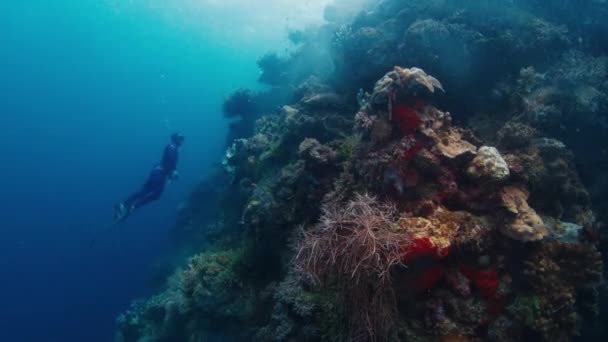 Freediver Glider Vattnet Nära Korallrevet Raja Ampat Indonesien Undervattensvy Den — Stockvideo