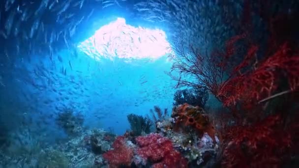 Mercan Resifinin Sualtı Görüntülerinde Etrafta Yüzen Bir Sürü Küçük Balık — Stok video