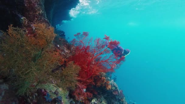 Freediver Εξερευνά Τον Κοραλλιογενή Ύφαλο Στο Raja Ampat Ινδονησία Υποβρύχια — Αρχείο Βίντεο