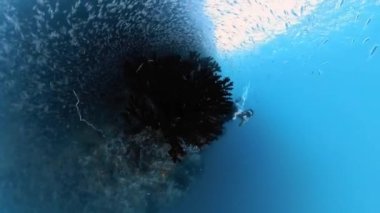 Freediver, mercan resifi boyunca bir sürü küçük balıkla birlikte suyun altında yüzüyor.