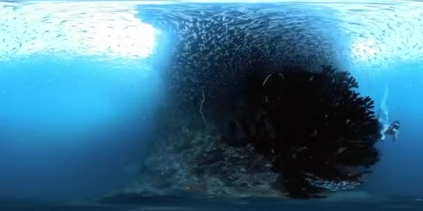 Sférická 360 Stupňů Záběry Muže Který Plave Podél Korálového Útesu — Stock video