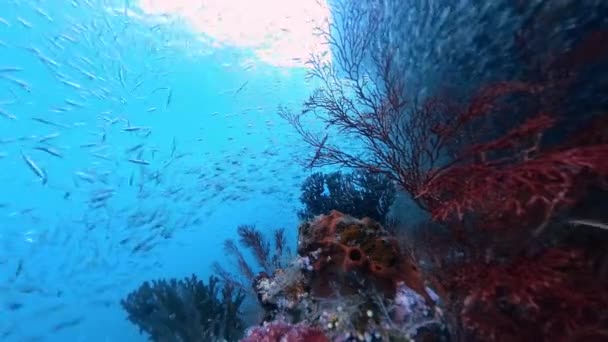 Podvodní Záběry Korálového Útesu Spoustou Drobných Ryb Plavajících Kolem — Stock video