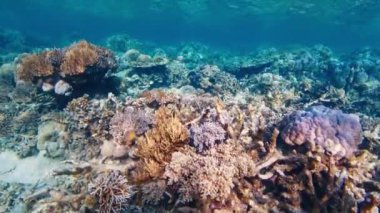 Batı Papua 'daki mercan resifi, Raja Ampat, Endonezya