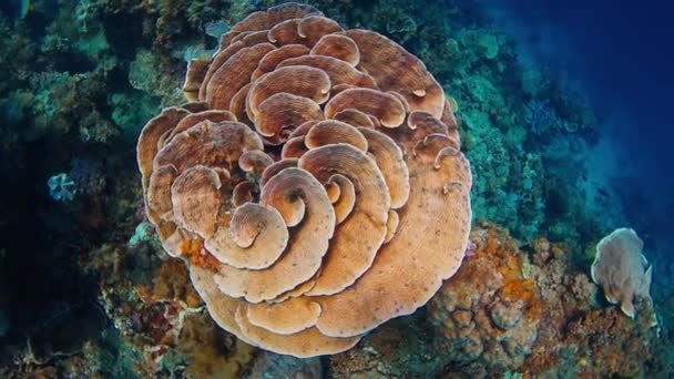 西パプア ラジャ アムパット インドネシアのサンゴ礁 — ストック動画