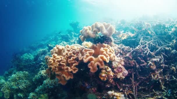 Korallrev Västra Papua Raja Ampat Indonesien — Stockvideo