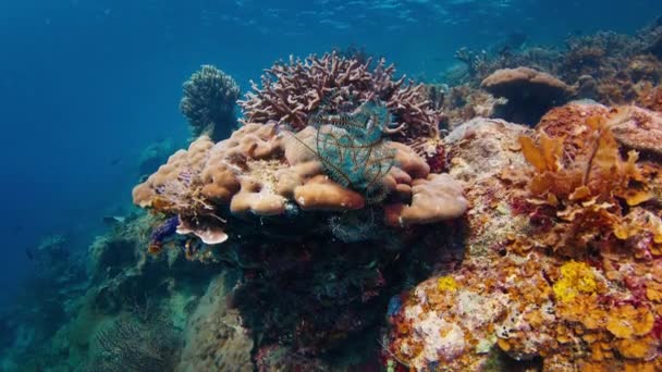 西パプア ラジャ アムパット インドネシアのサンゴ礁 — ストック動画