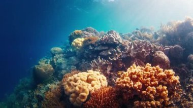 Batı Papua 'daki mercan resifi, Raja Ampat, Endonezya