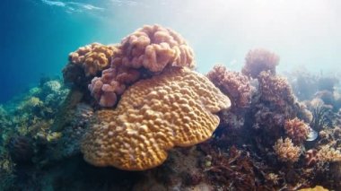 Batı Papua 'daki mercan resifi, Raja Ampat, Endonezya