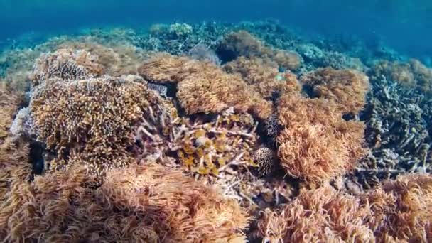 Arrecife Coral Papúa Occidental Raja Ampat Indonesia — Vídeo de stock