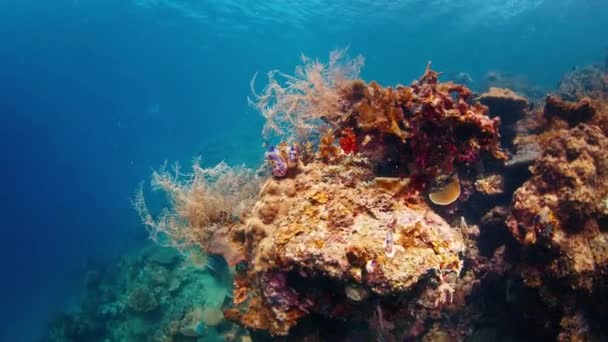 Κοραλλιογενής Ύφαλος Στη Δυτική Παπούα Raja Ampat Ινδονησία — Αρχείο Βίντεο