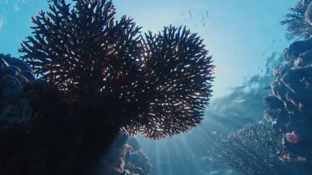 Κοραλλιογενής Ύφαλος Στο Raja Ampat Ινδονησία Υποβρύχια Άποψη Της Ζωντανής — Αρχείο Βίντεο