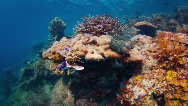Κοραλλιογενής Ύφαλος Στη Δυτική Παπούα Raja Ampat Ινδονησία — Αρχείο Βίντεο