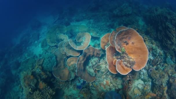 Korallrev Västra Papua Raja Ampat Indonesien — Stockvideo
