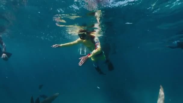 People Swim Snorkelling Nurse Sharks Open Sea Maldives — Stock Video