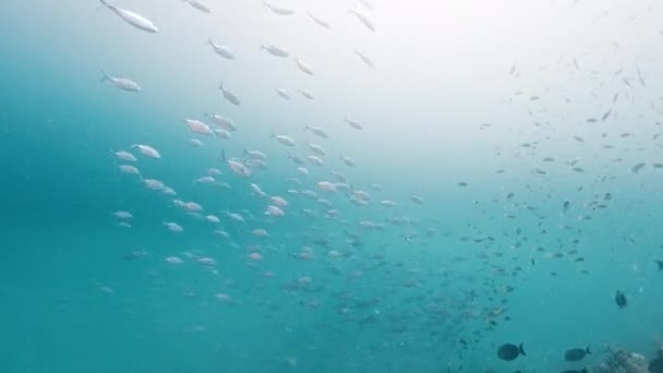 西パプア ラジャ アムパ インドネシアのサンゴ礁の近くで泳ぐ魚の学校 — ストック動画