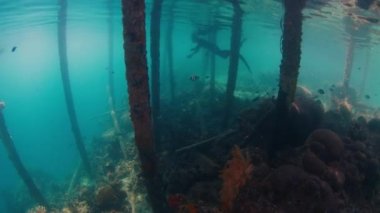 Freediver su altında yüzüyor ve Batı Papua, Raja Ampat, Endonezya 'daki ahşap iskelenin yakınındaki sualtı dünyasını keşfediyor.