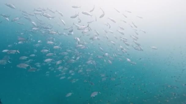 Skola Fisk Simma Nära Korallrevet Västra Papua Raja Ampat Indonesien — Stockvideo