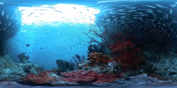 Küresel 360 Derece Mercan Resifinin Bir Sürü Balıklı Görüntüsü — Stok video