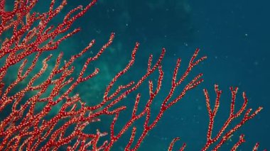 Papua 'daki mercan kayalıkları, Raja Ampat, Endonezya. Misool 'daki renkli resifin sualtı görüntüsü, Raja Ampat